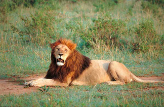 9 dagen inclusief 3 daagse Safari Tsavo East en West met the Reef