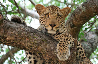 9 dagen inclusief 4 daagse Safari Mombasa Rendez Vous met the Reef