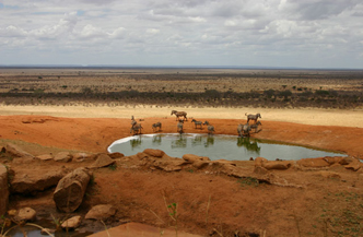 16 dagen inclusief 4 daagse Safari Mombasa Rendez Vous met Plaza Beach